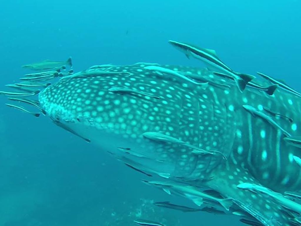 e9eef7ee-99c1-482a-9c52-31841d47f945