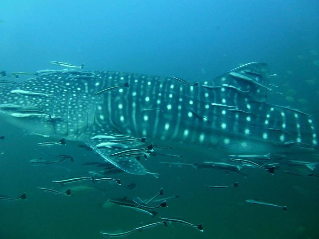 e9eef7ee-99c1-482a-9c52-31841d47f945