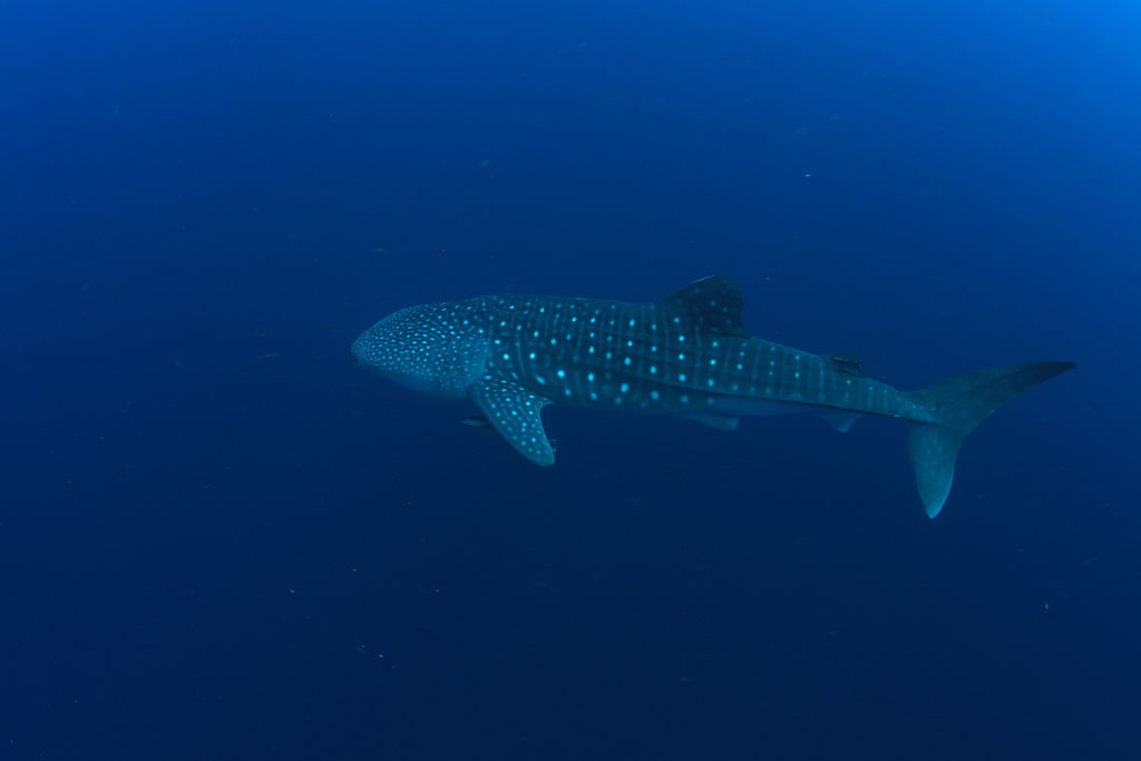 3b299980-2c30-4f09-8fcf-a02ab1b9cd20