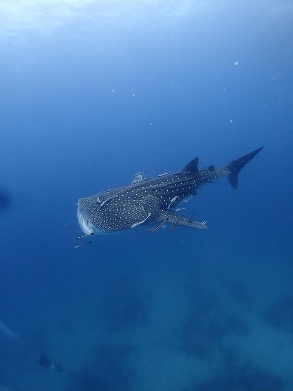 39e5886c-3f6e-482a-ab34-26b2a7d6b53d