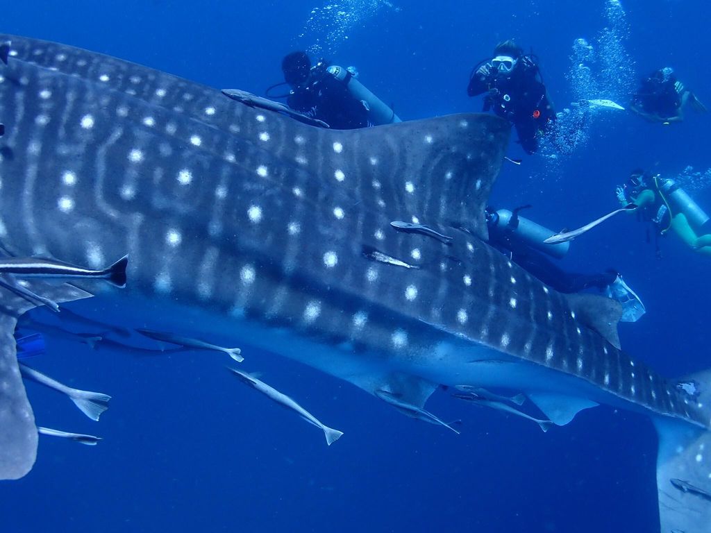 39e5886c-3f6e-482a-ab34-26b2a7d6b53d