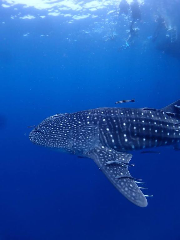 39e5886c-3f6e-482a-ab34-26b2a7d6b53d