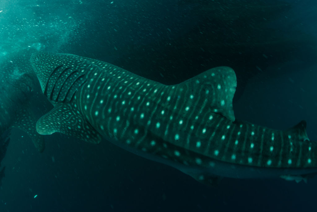 345c9238-2629-47bd-bbd4-9d0735b9e475