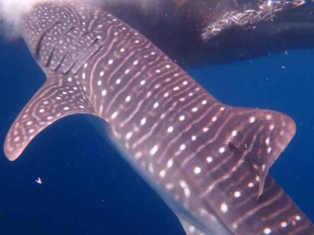 2d0c6d9b-07d0-4910-9fe5-74c2851836c5