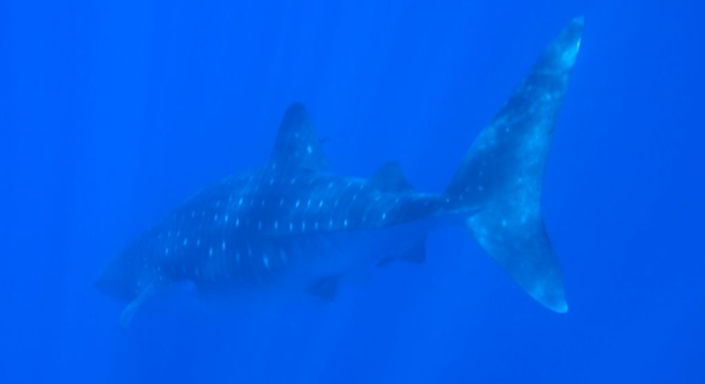 91f4aa5a-6237-42d3-90fd-1cd39cfa0c31