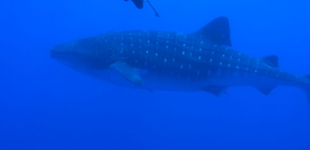 91f4aa5a-6237-42d3-90fd-1cd39cfa0c31