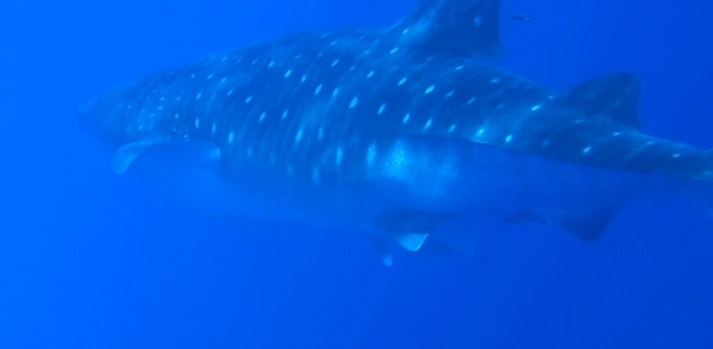 91f4aa5a-6237-42d3-90fd-1cd39cfa0c31