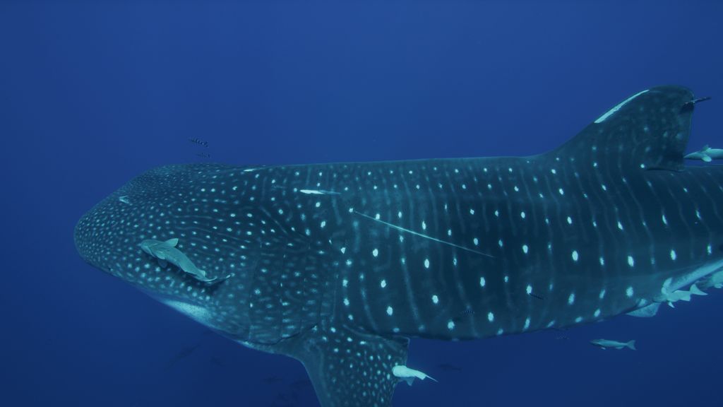 883c2972-4361-499a-9fa7-90eb8c29d903