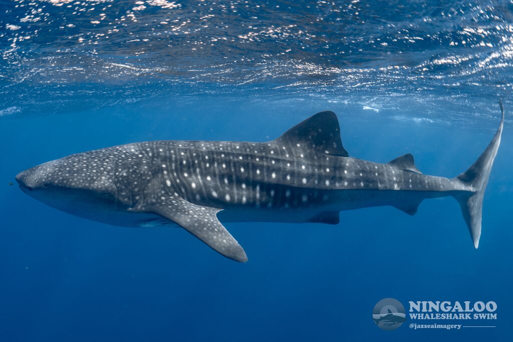 96eed10a-b0f5-4a02-91ba-debdb5925372