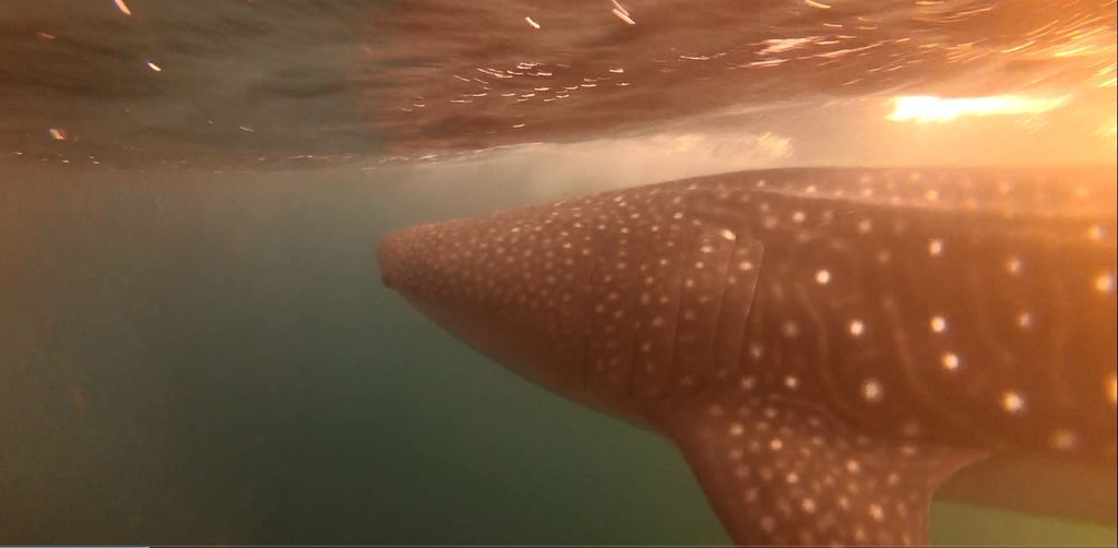 44264767-6736-4d25-8d68-c33173700999