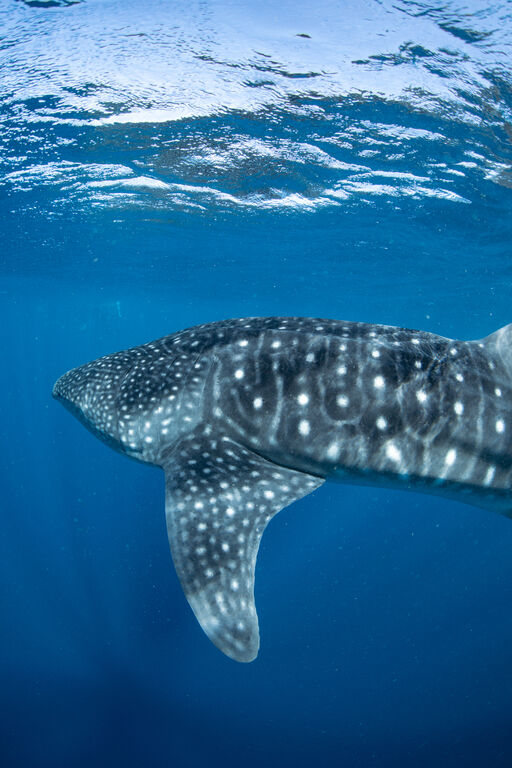 647abbf8-f922-43d4-846e-a81dca3222a3