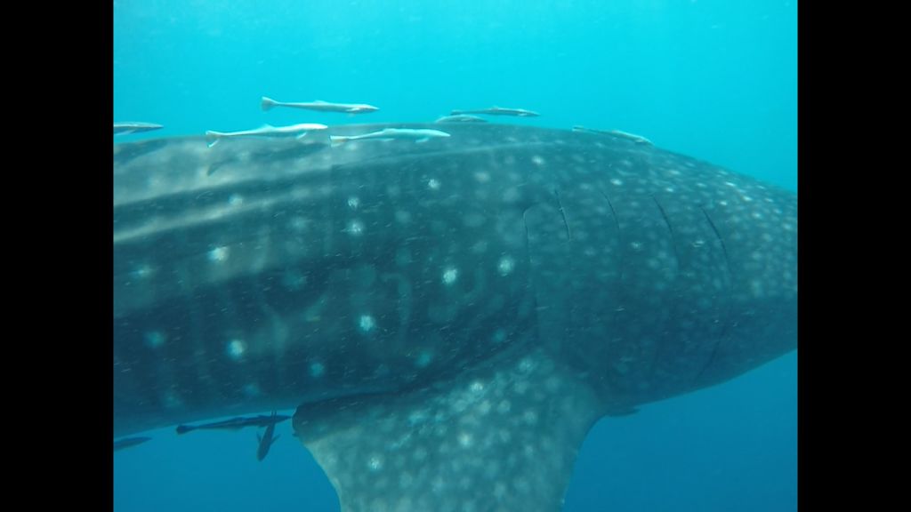 becf5017-7c49-4f83-8b06-9d96ac532c88