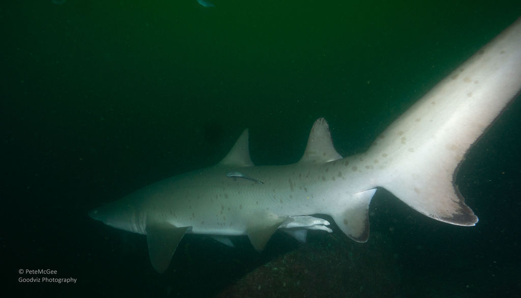 9c5ba708-d863-446a-8071-3e074a741588