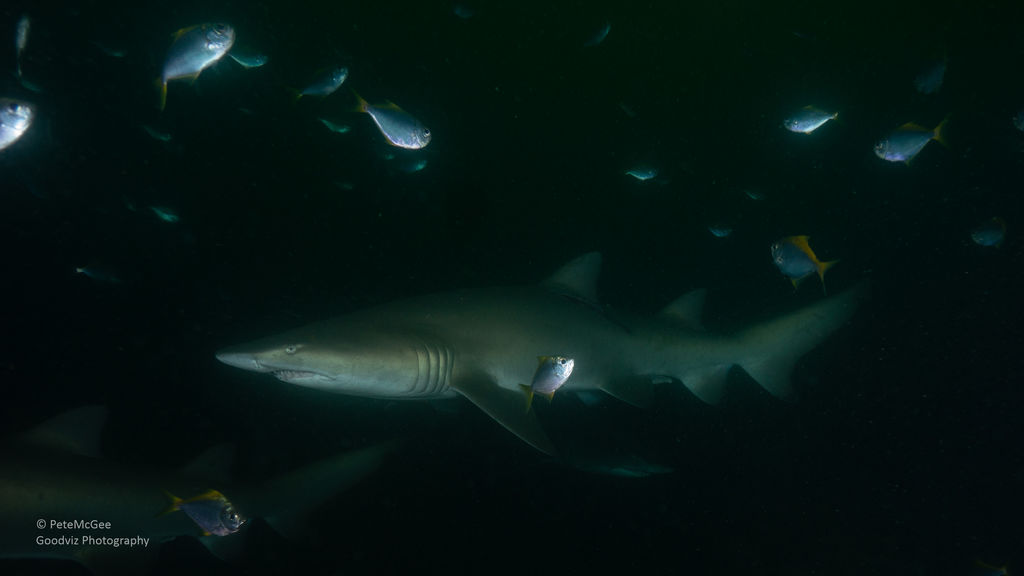 9c5ba708-d863-446a-8071-3e074a741588