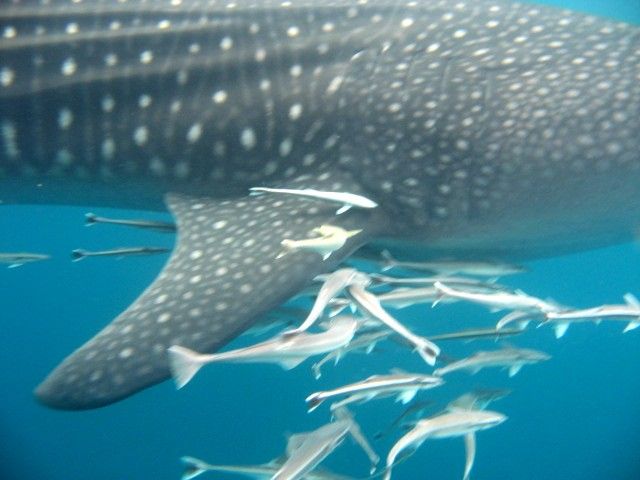 61c9488c-9707-447a-bb28-d971a99e8ac8