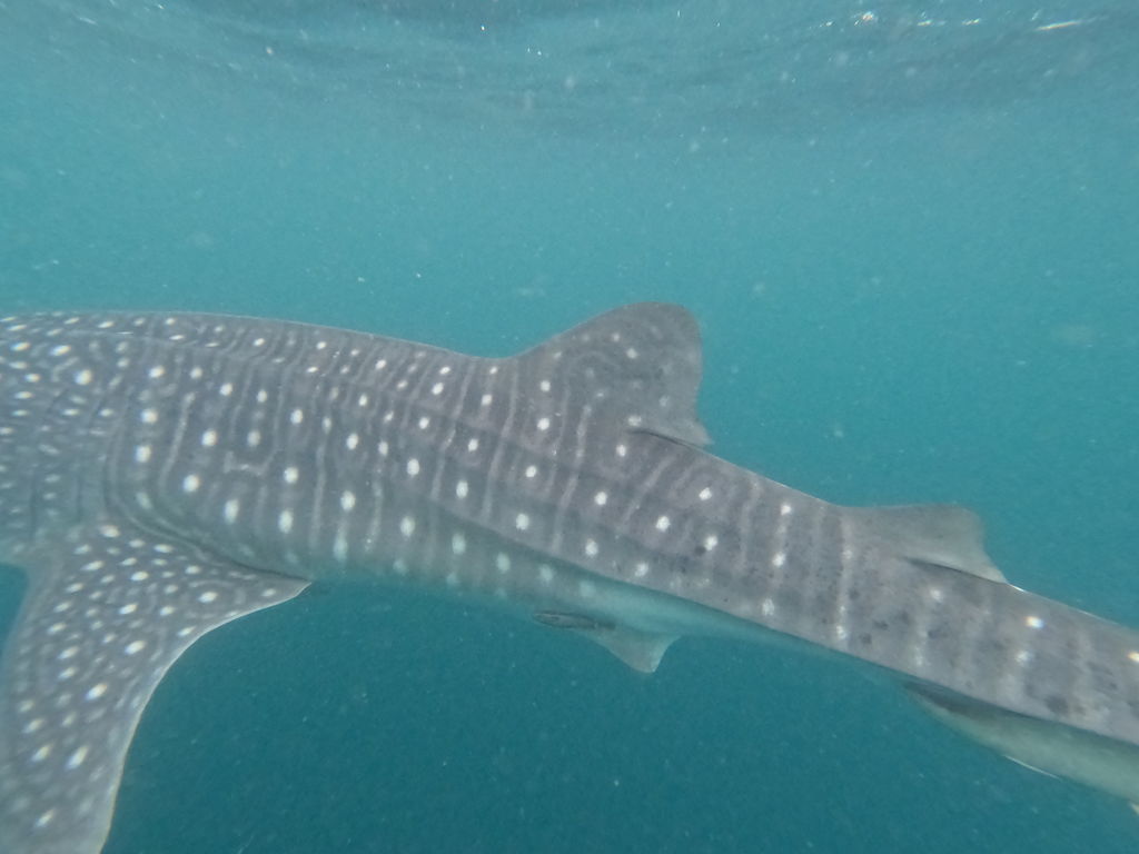 9cf25d32-63d3-4dab-ad73-77f46f9dd1f7