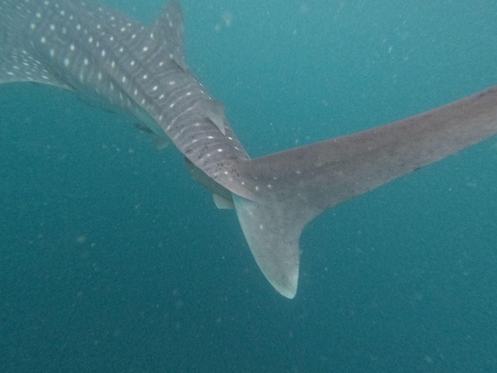 9cf25d32-63d3-4dab-ad73-77f46f9dd1f7