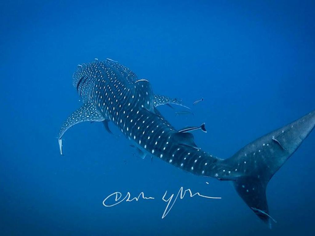 600dc0a4-f789-44d1-95e1-4a87905966b9