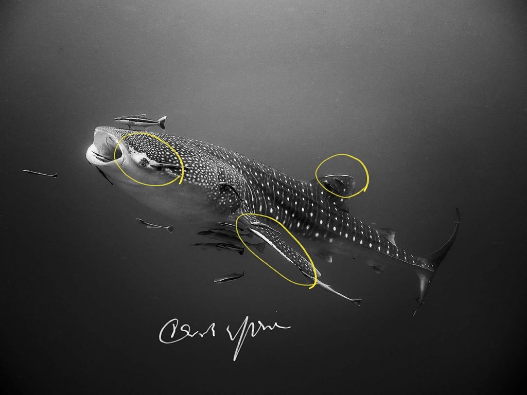 600dc0a4-f789-44d1-95e1-4a87905966b9