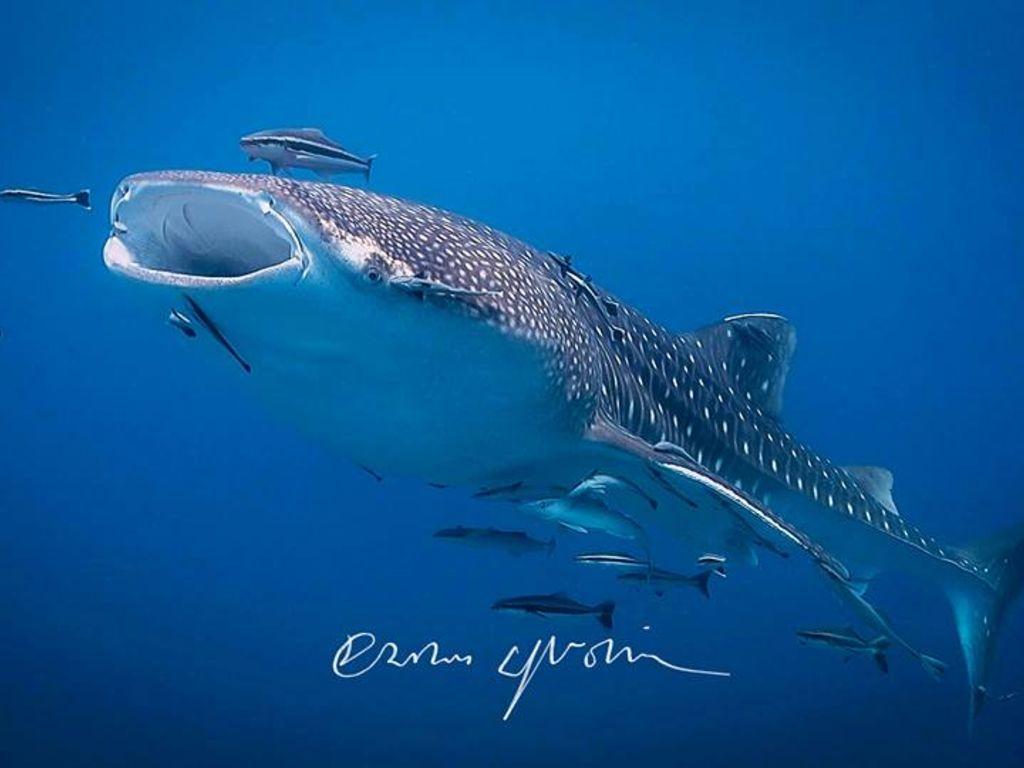 600dc0a4-f789-44d1-95e1-4a87905966b9