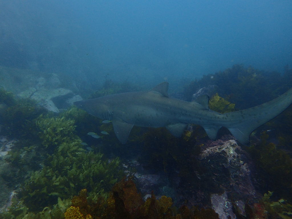 2e99d0d1-1cc1-4438-8294-b2079ec34c1f