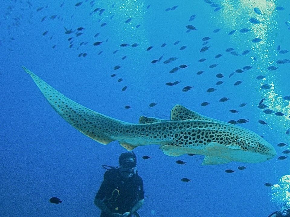 02e71b4b-e7a8-45f4-9ebd-fafce67d2148