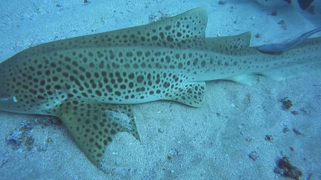 de61da62-48cc-4720-94ad-abe53f8677de