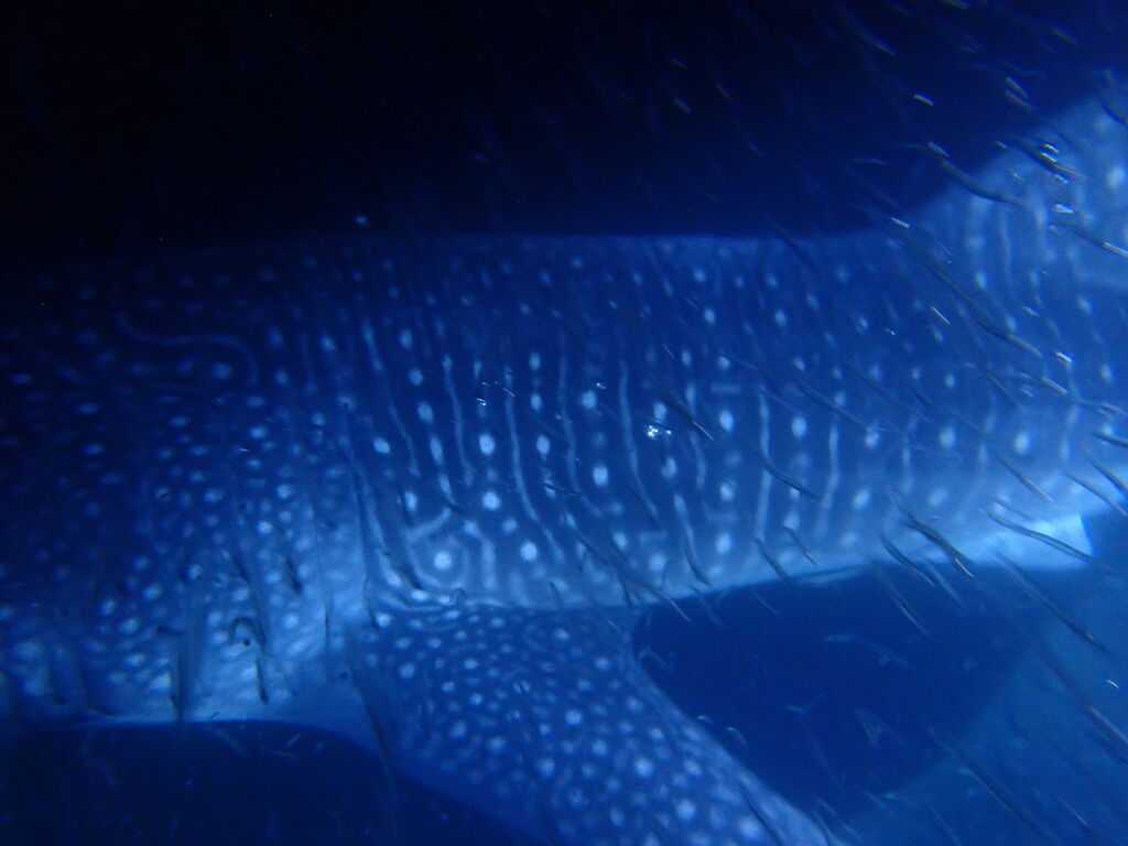 edc8186c-8fd0-4698-b065-ae8c3c031611