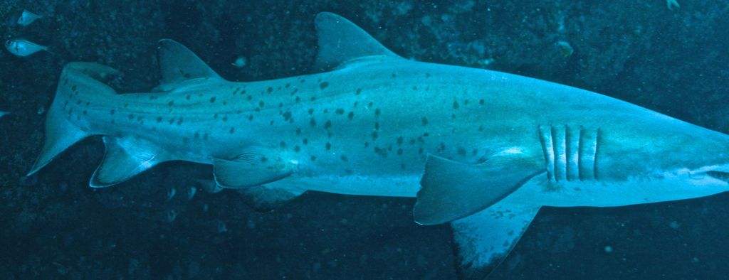 518919b7-ed74-4b9a-a955-ec8b4848c25a