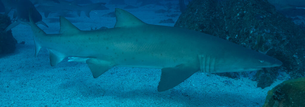 489cbdec-6f5a-4454-8935-b8a9b3338015