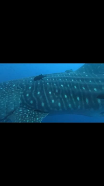 80704cee-0a24-4328-a71e-ed3370a2181b