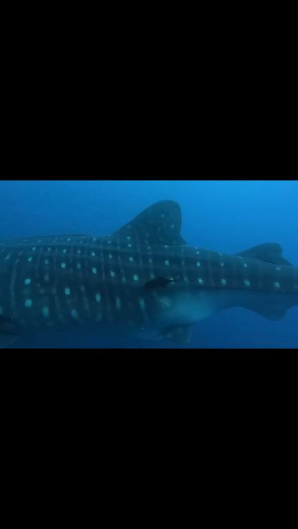 80704cee-0a24-4328-a71e-ed3370a2181b