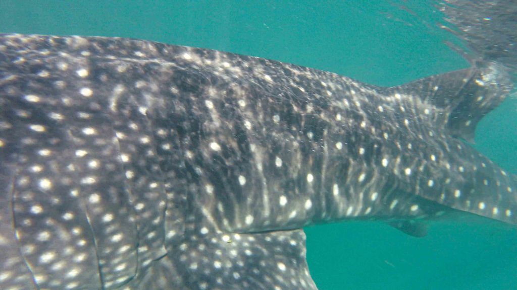 130931d7-f2ee-476a-9f64-45f2a90c853e