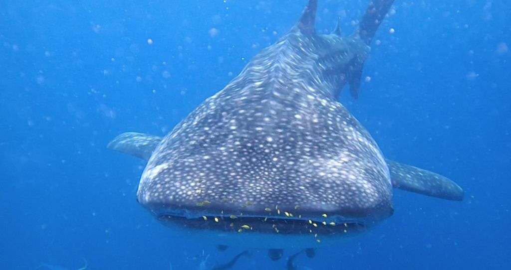 17e7423a-b532-444c-8b64-39145842086a