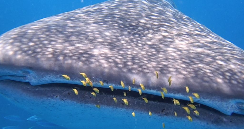 17e7423a-b532-444c-8b64-39145842086a