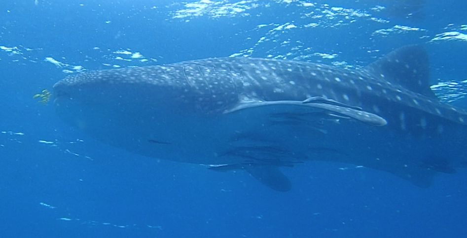 17e7423a-b532-444c-8b64-39145842086a