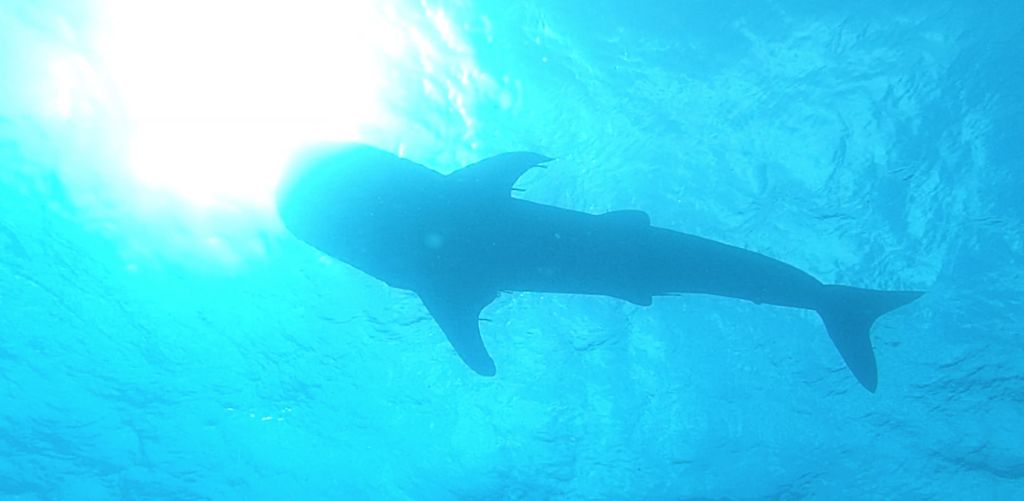 17e7423a-b532-444c-8b64-39145842086a