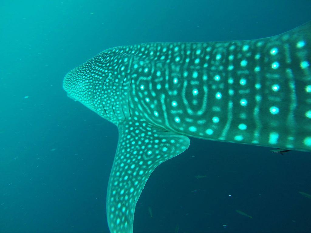 cc6955ba-6fd4-4f39-8608-8078505365a6