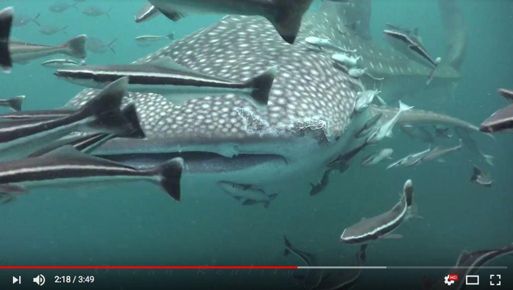 e73bcb31-fce3-4331-bd41-836f4392445b