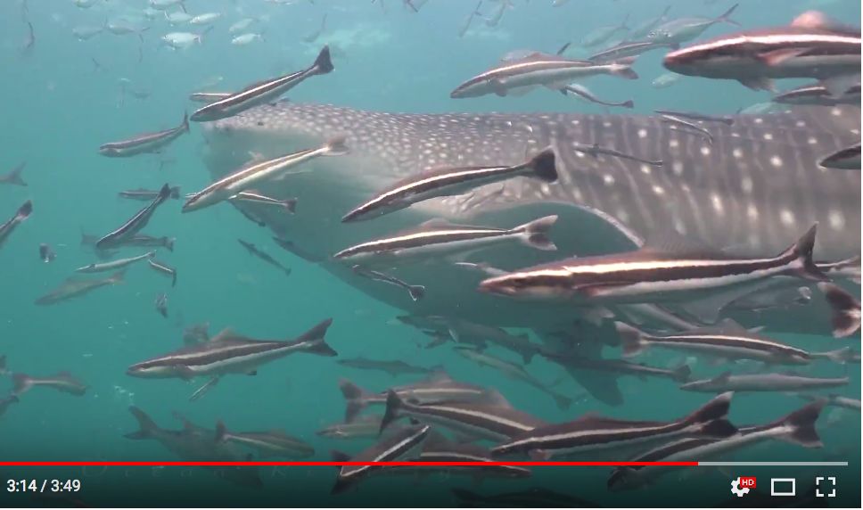 e73bcb31-fce3-4331-bd41-836f4392445b