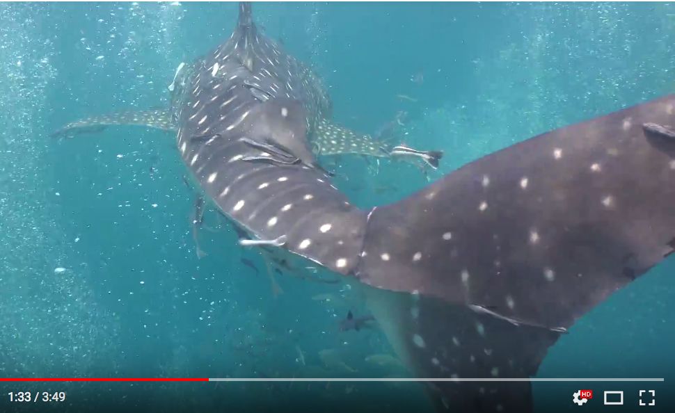 e73bcb31-fce3-4331-bd41-836f4392445b