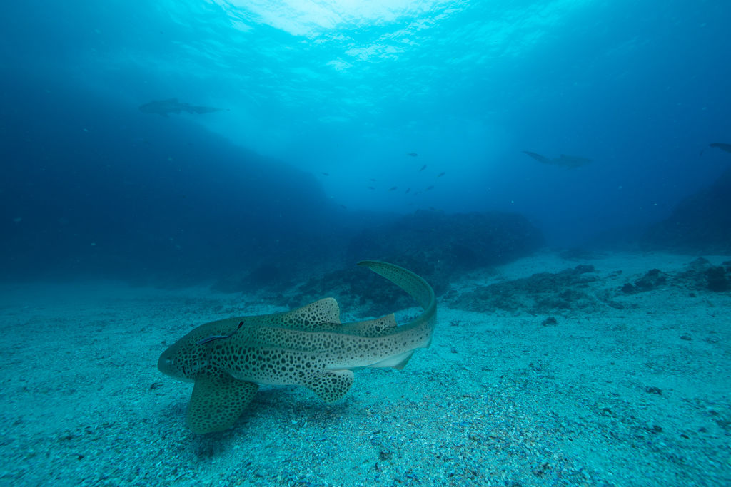 c2ca79fb-1eda-4564-9fc8-e95ecaa9609b