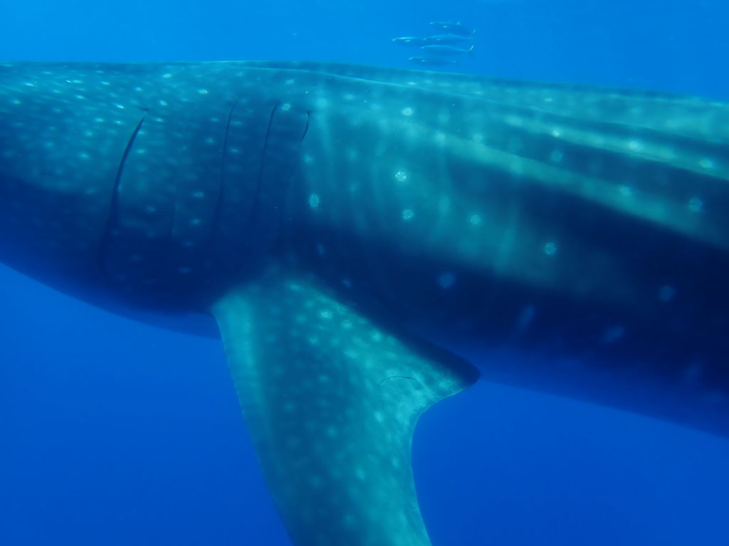 264b30b1-a508-41a5-8cef-b07b29cd0886