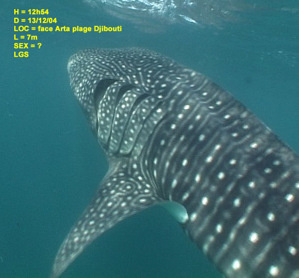 b978991f-1ff4-4aa7-8879-2bf03392d053