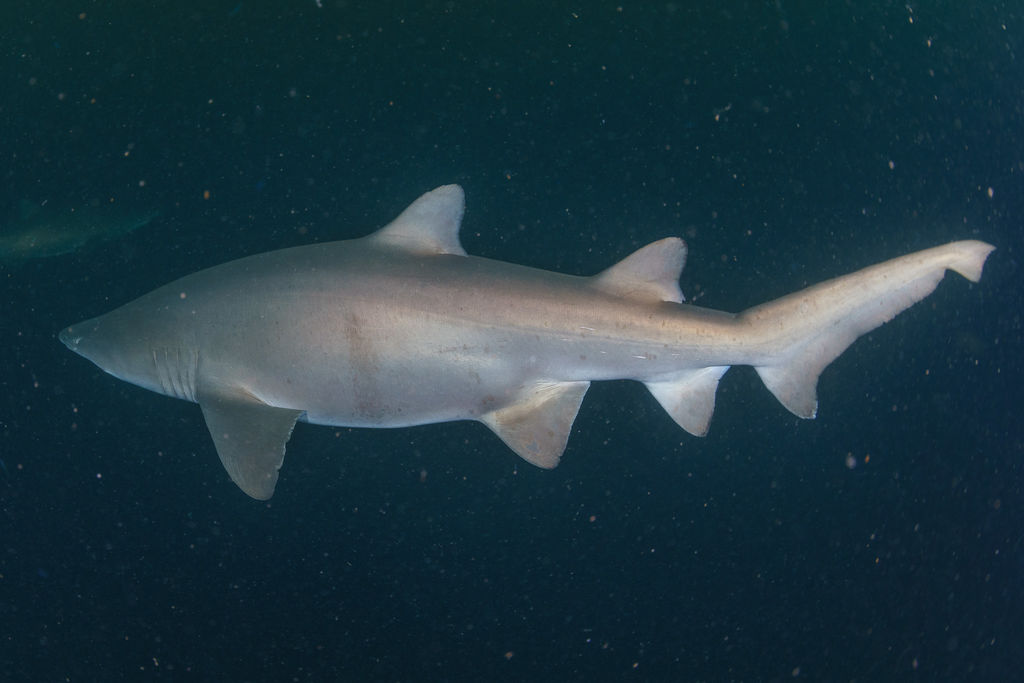 8a59c3ef-0c6e-44ea-b98d-ff864d0579ca