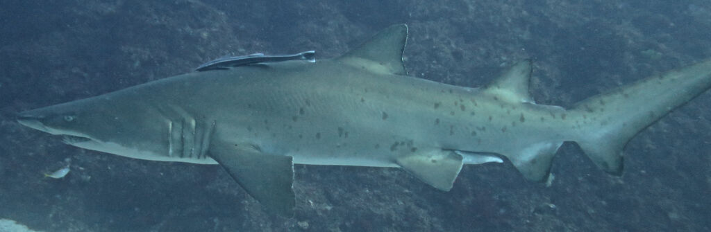 6657e978-e9af-4f7f-b66f-9b5707267426