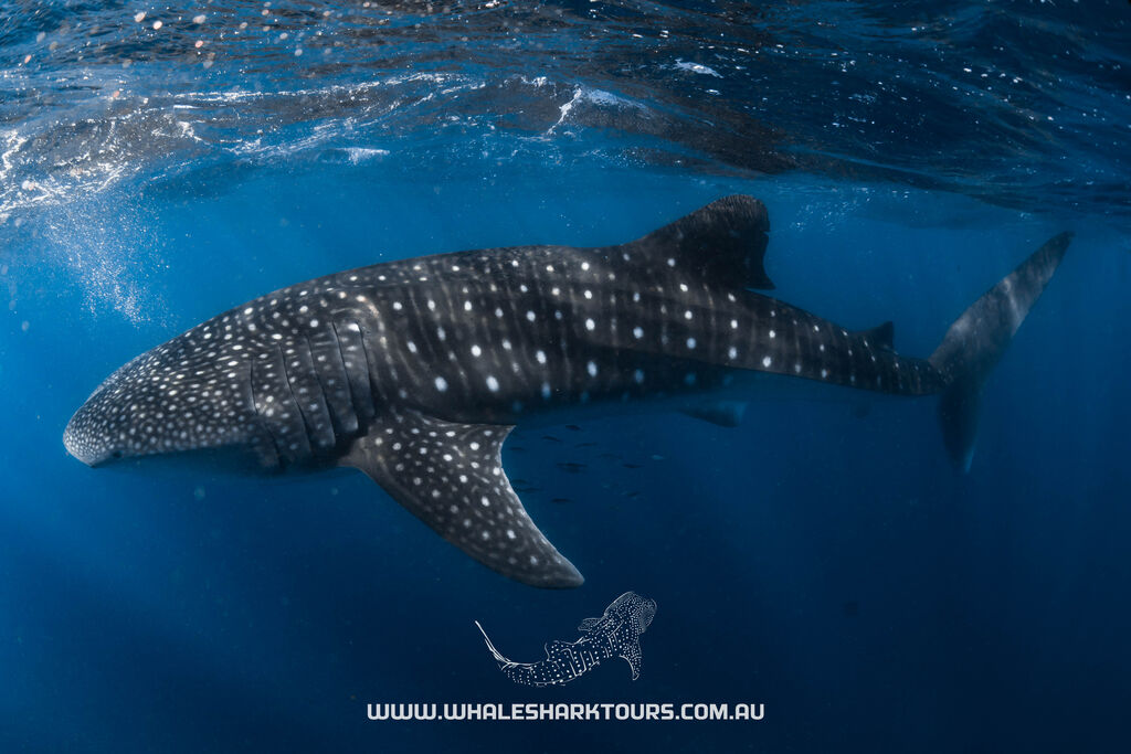 a7e76203-c6a7-4cd3-a26a-5a8dd6c80777