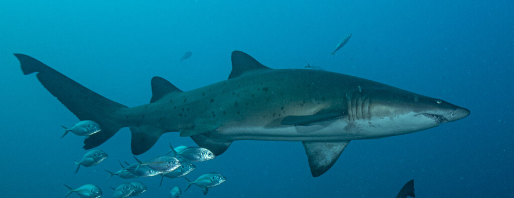 a6199459-11c3-4bd9-88c2-de3b7c5ffb55