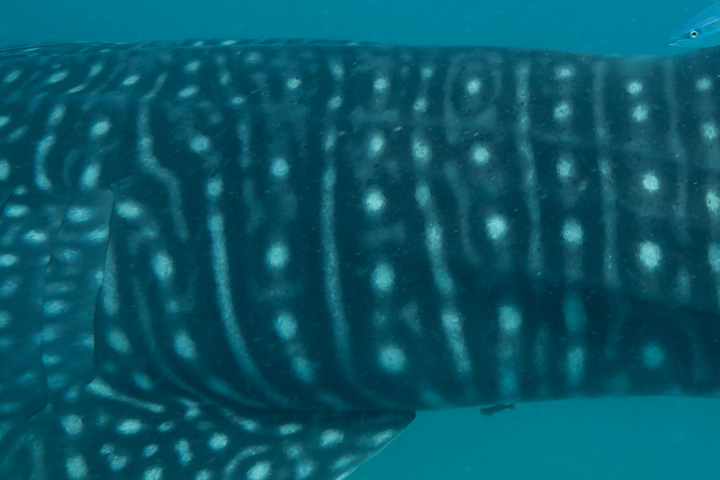 8ce6fb47-3d06-4e06-a528-2d721f58e155