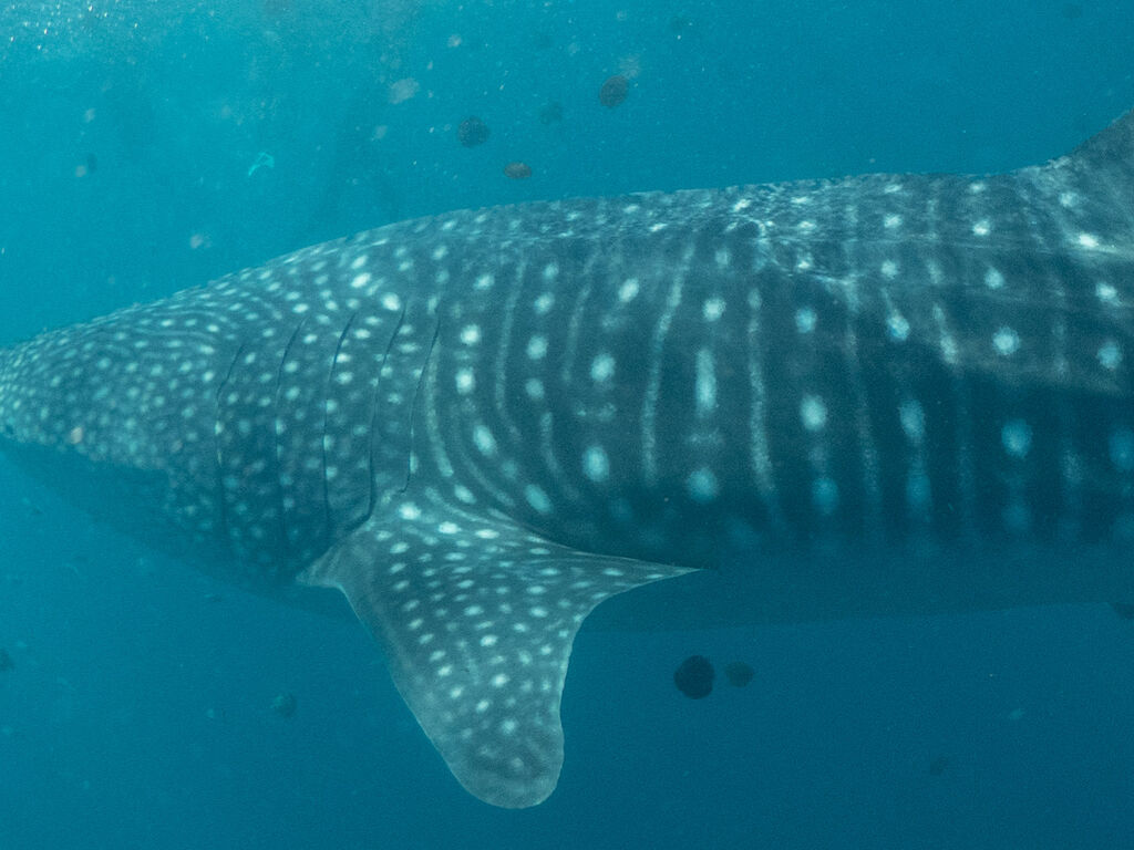 56a48fe6-4c9a-430b-b9ea-43a35bb796f4